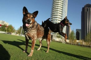 Fido's Finest Dog Training | Fido's Finest dogs performing at Klyde Warren Park in Dallas