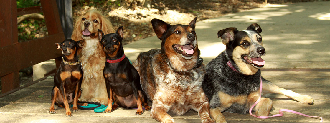 Fido's Finest Dog Training - Dogs performing group sit stay
