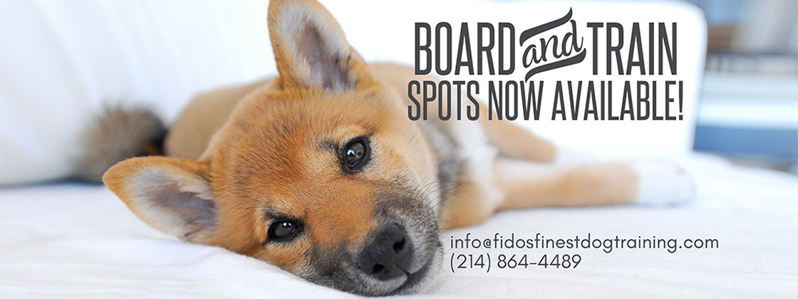 Fidos finest dog training - Board and train spots available