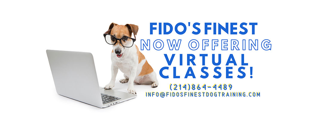 Fidos finest dog training - Online virtual classes