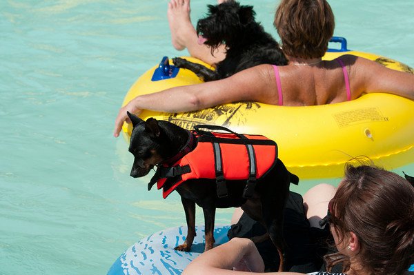 Fido's Finest Dog Training - Swimming Class