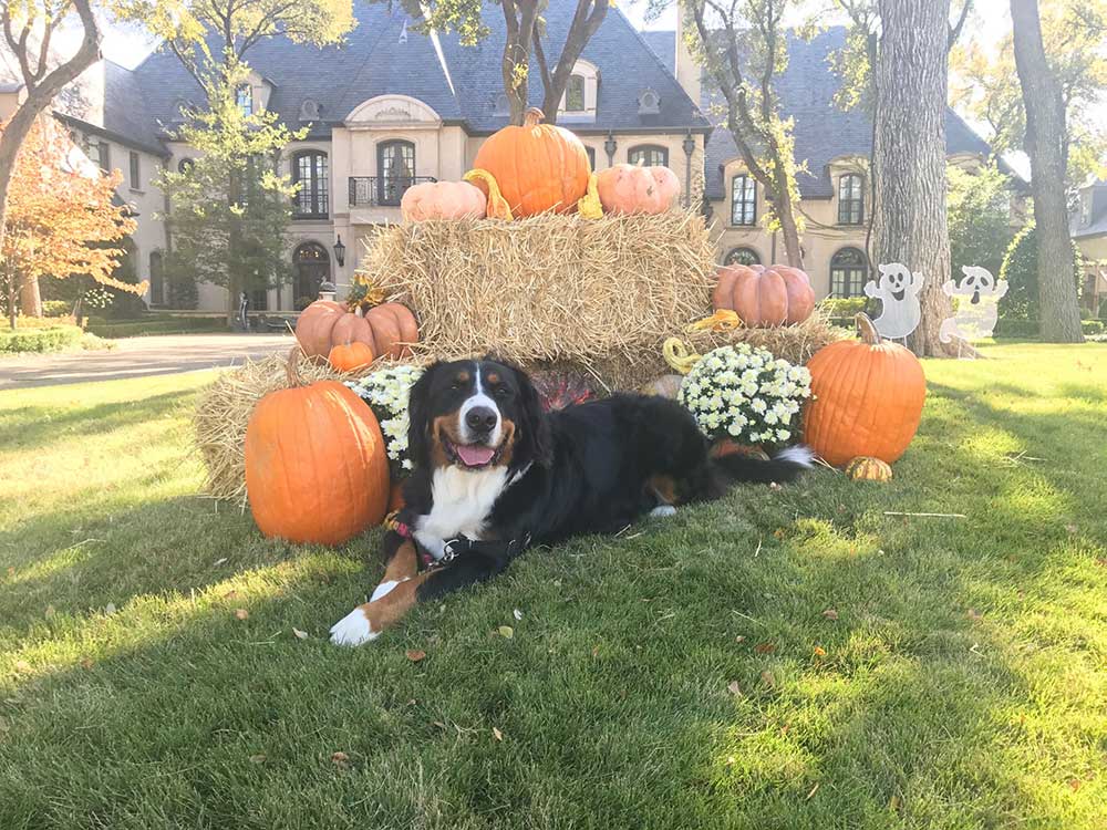 Holiday Fast Track Dog Class