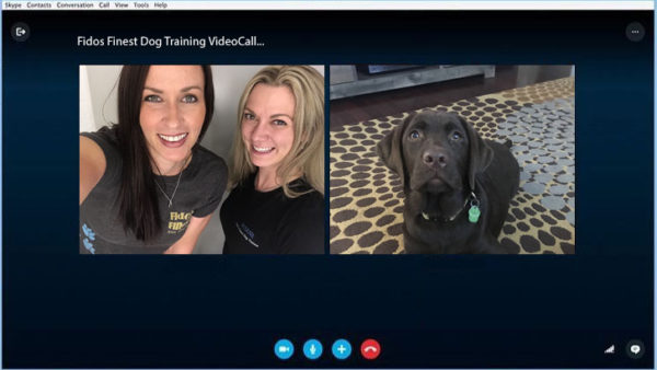 Online dog training class - Fidos finest dog training