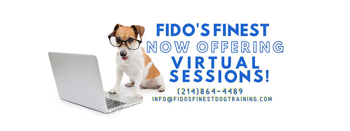 Fidos finest dog training - Online virtual classes