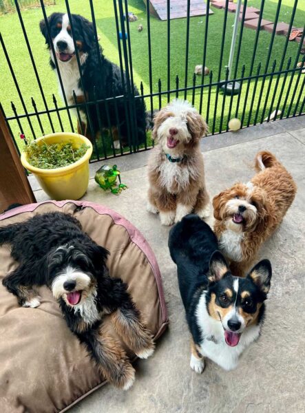 Fidosfinestdogtraining Dallas Texas Online Dog Training Classes