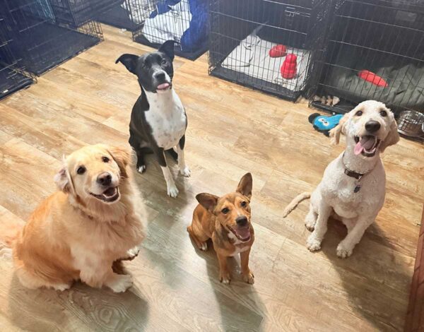 Fidosfinestdogtraining Dallas Texas Online Dog Training Classes